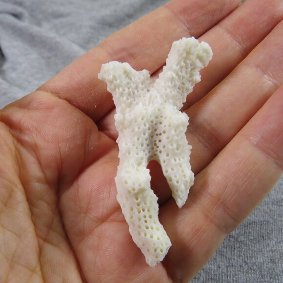 REAL Sea Shells in a Glass Square Vase and sand #5 - Picture 5 of 9